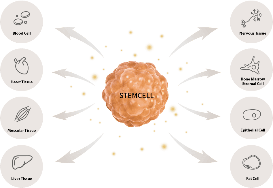 Stammzell-Gesichtsbehandlung, Stammzellbehandlung bei Aknenarben, Stammzelltherapie bei Erkrankungen, Stammzell-Haarbehandlung, Stammzell-Kopfhauttherapie